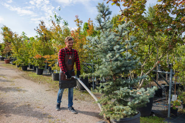 Professional Tree Service in Maltby, WA